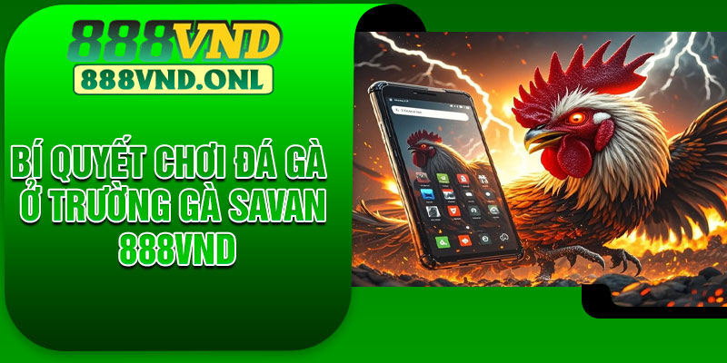 Bí quyết chơi đá gà ở trường gà Savan 888vnd