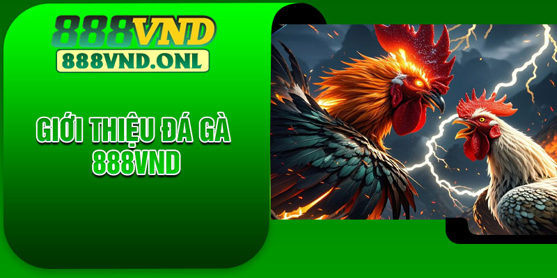 Giới thiệu đá gà 888VND