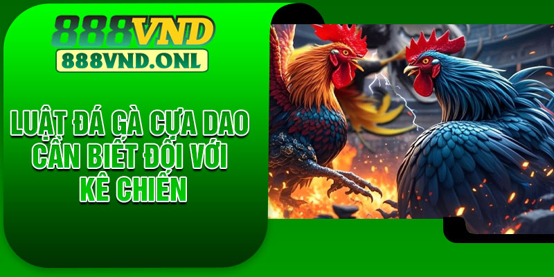 Luật đá gà cựa dao cần biết đối với kê chiến