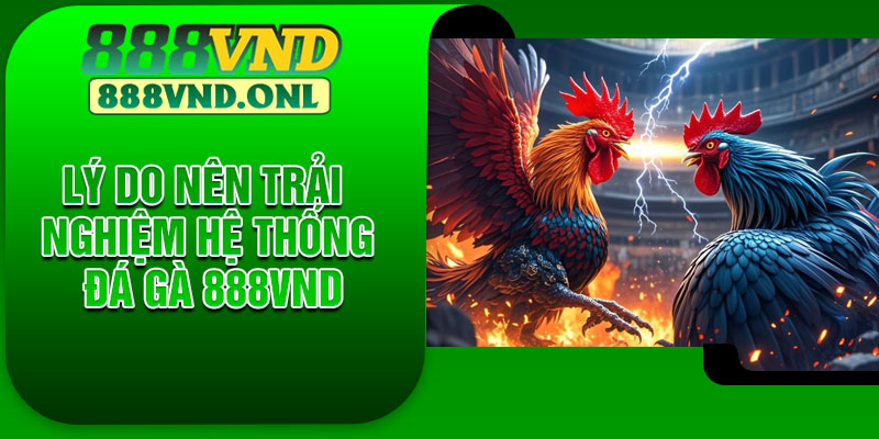 Lý do nên trải nghiệm hệ thống đá gà 888VND