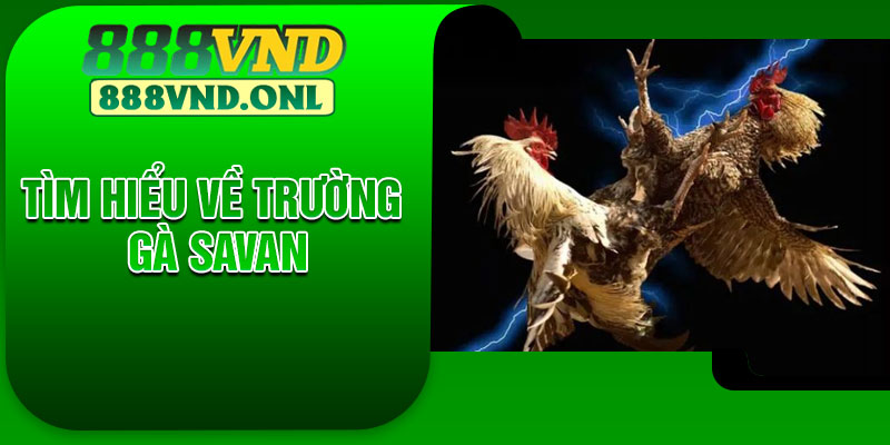 Tìm Hiểu Về Trường Gà Savan